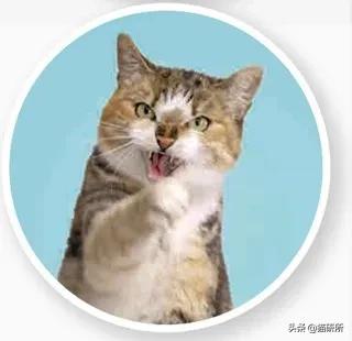 怎样才能看出猫咪对你放下警惕了,怎样发现猫咪的症状