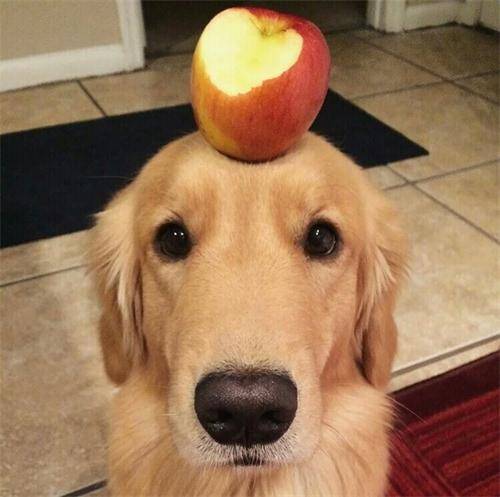 狗狗身体求救表现,狗狗的六大求救信号