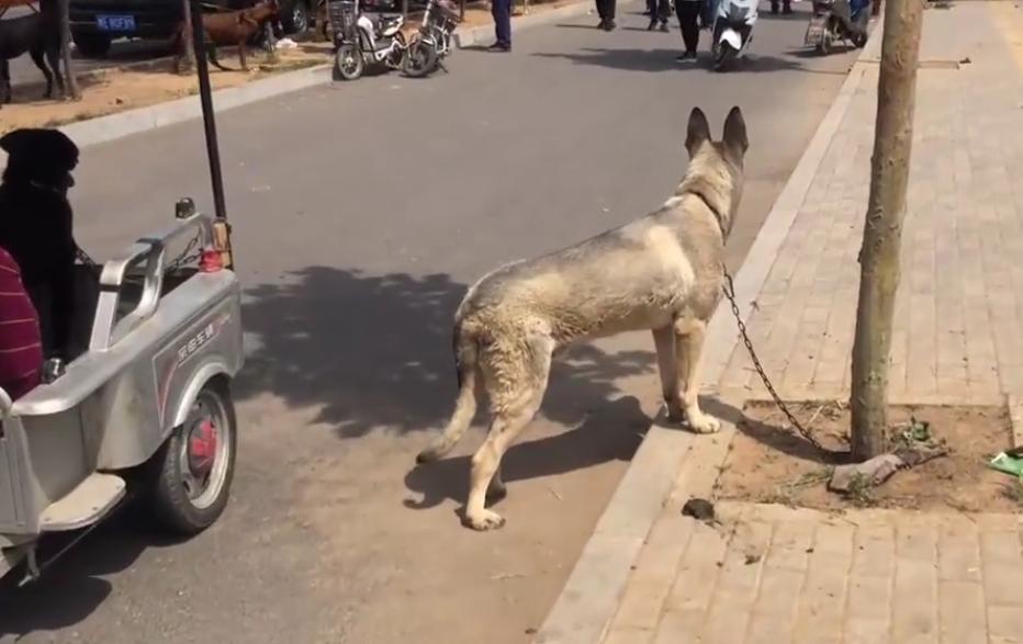 河南低价出售狗狗,河南宠物成年狗