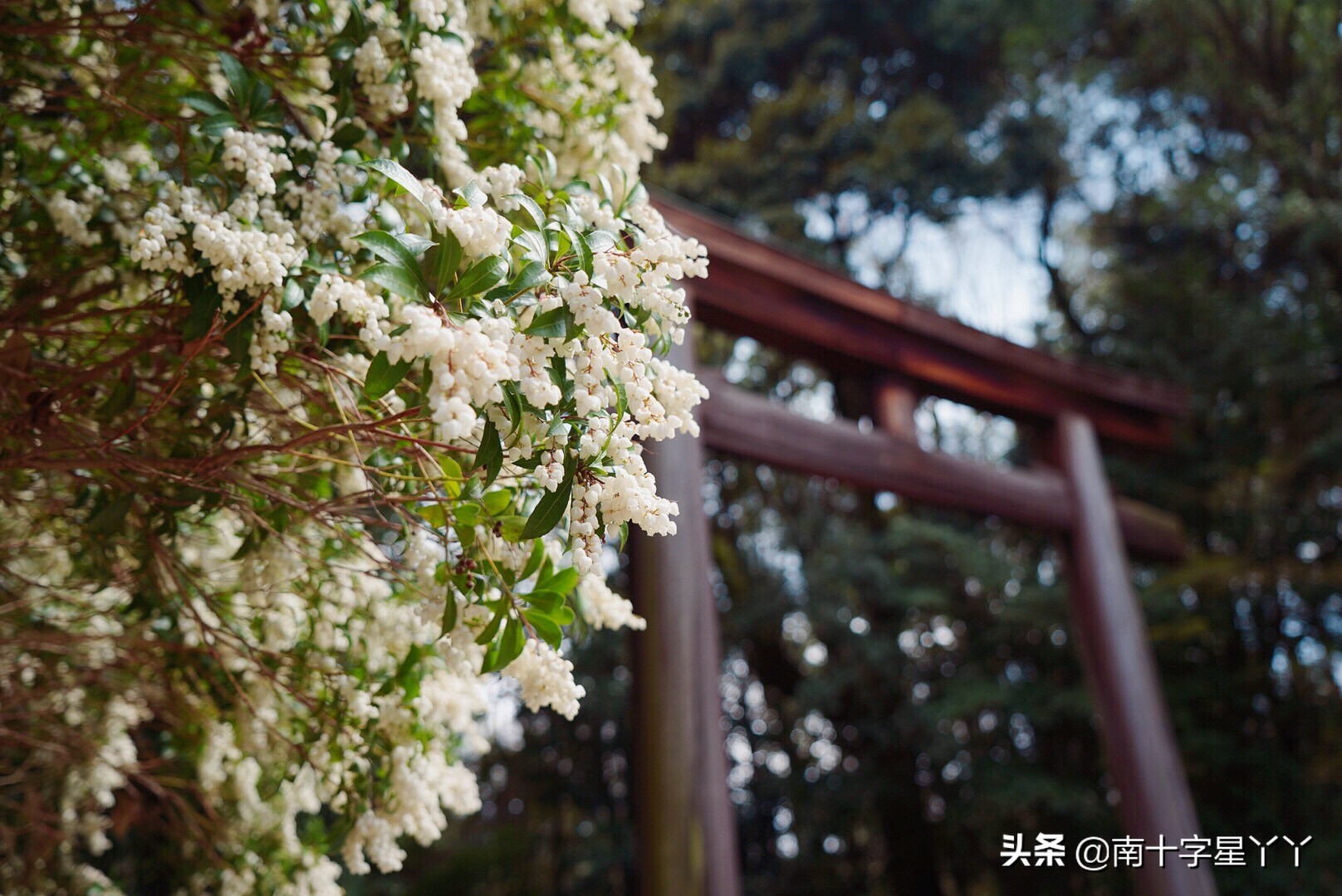 这个樱花季,造访SKII神仙水的水源地