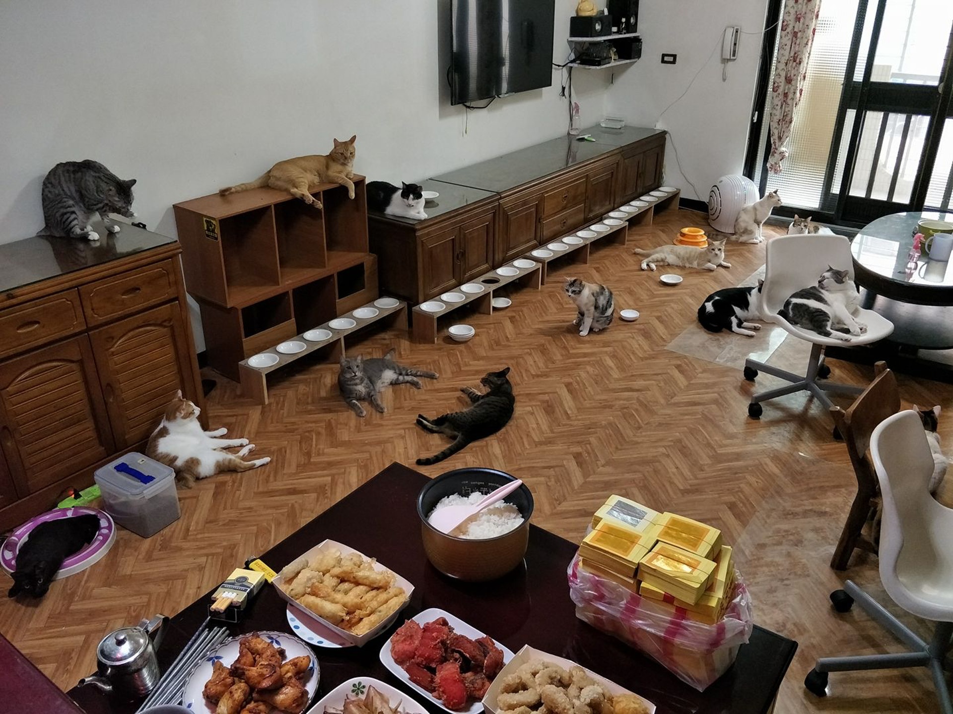 狗狗车祸骨头没断但是不能直立,狗狗脊椎受损瘫痪恢复几率