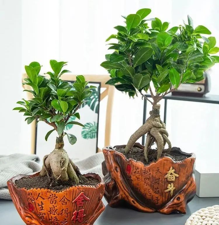 细叶榕树和小叶榕树图片对比,枝繁叶茂榕树图片