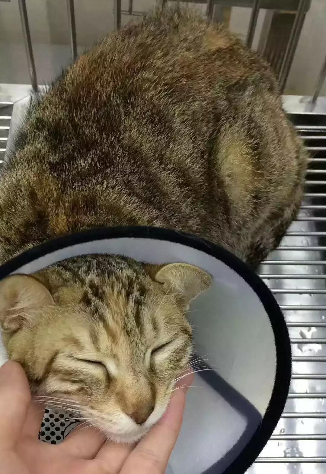 福懋动物医院香港路分院,福懋动物诊所猫咪疫苗