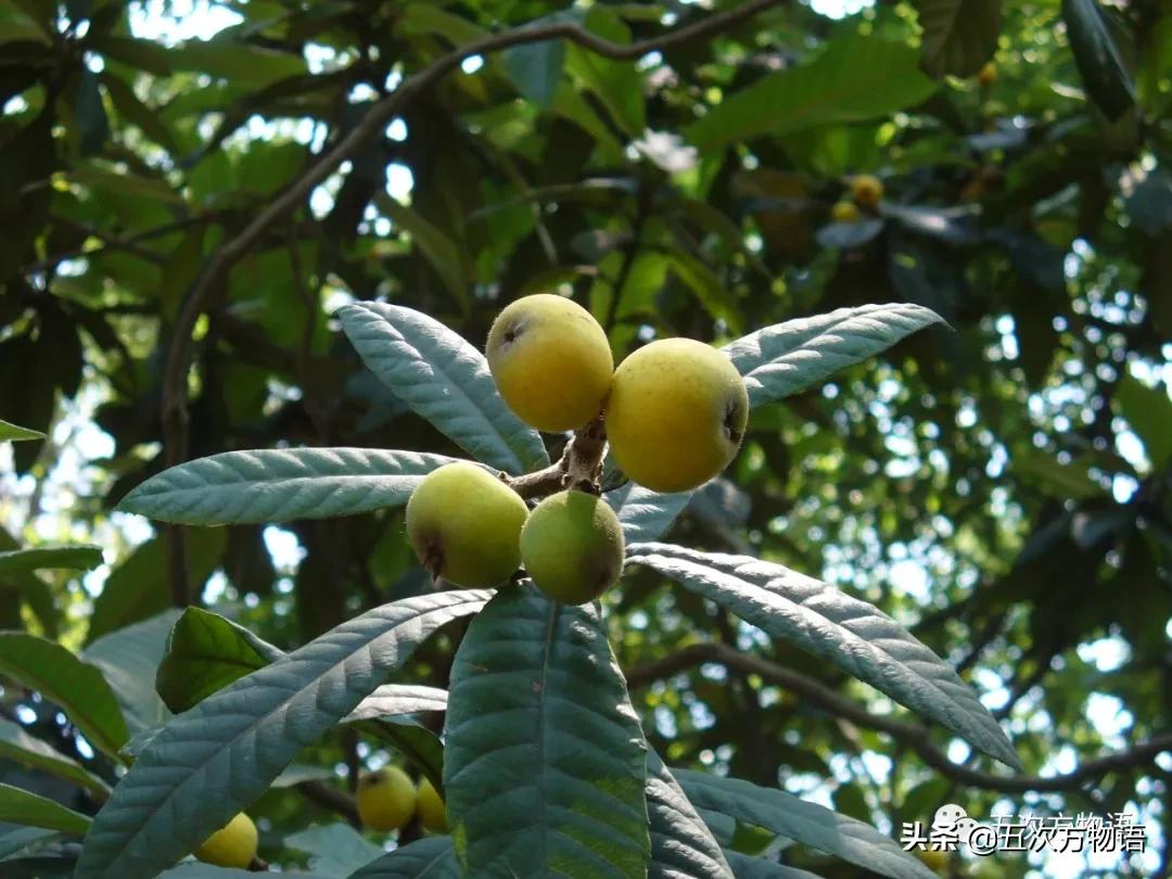 草莓上的小麻点是种子吗,草莓上的小麻点是什么呢
