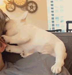 狗狗喜欢舔你银镯子,狗狗喜欢舔你