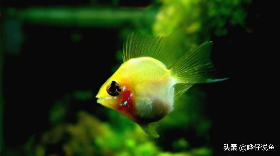 谁说养鱼是男人的专利？女神专属宠物鱼攻略驾到，男人们来提鞋吧