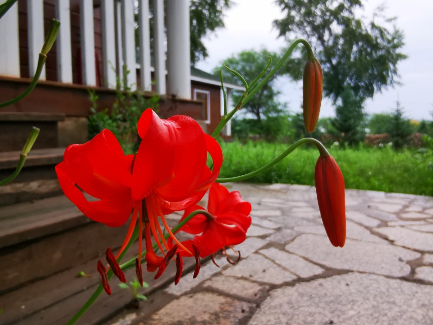 坝上草原沐野农庄,丰宁坝上草原花语云朵民宿