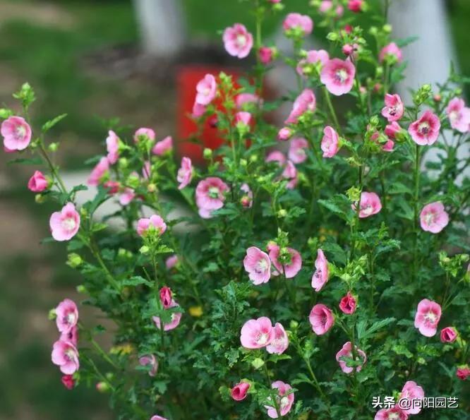 小木槿花施肥多了黄叶子怎么办,阳台绿植开花