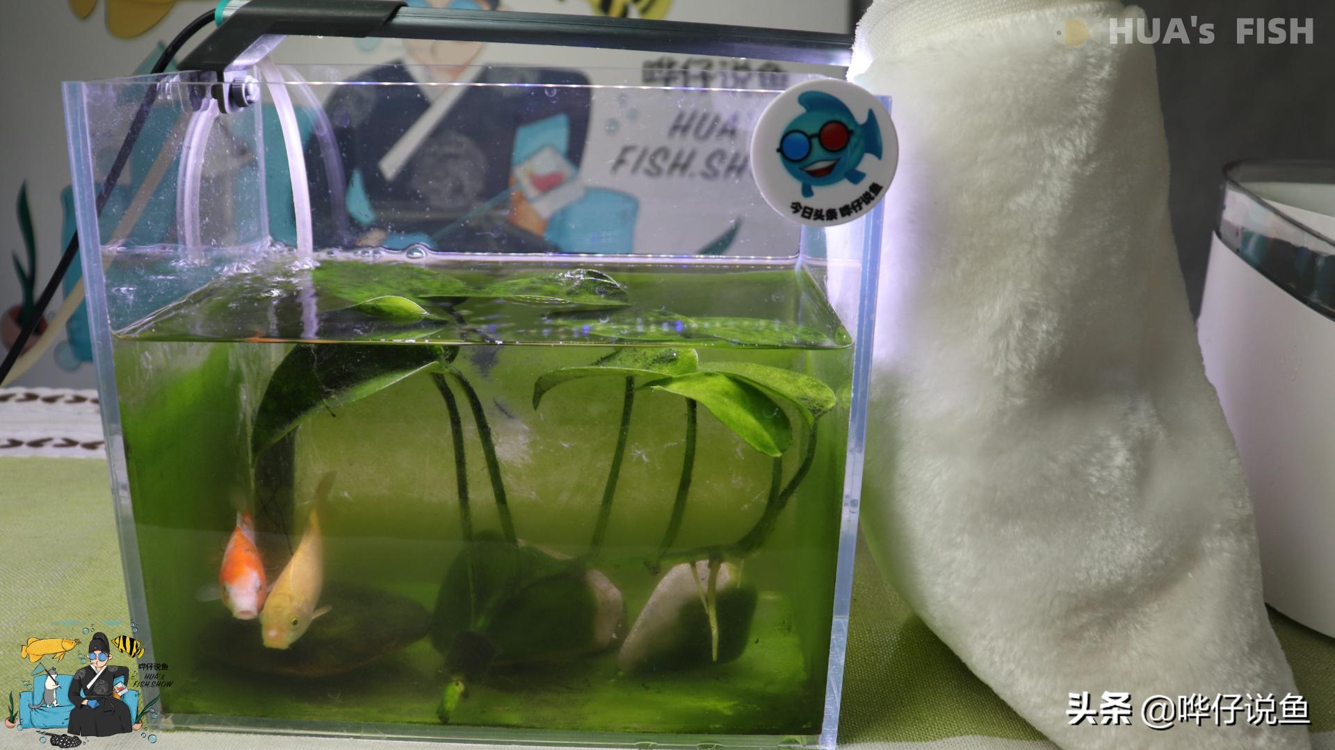 鱼缸养锦鲤每天洗过滤棉,养鱼鱼缸过滤棉怎么清洗