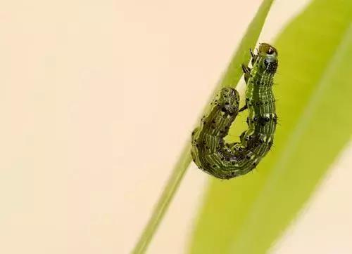 植物医生上海吴江路店,植物医生十里河