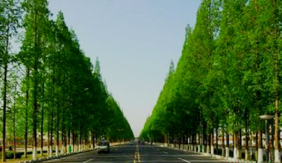 挺拔的银杏树,树型漂亮的银杏树