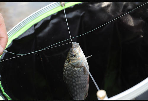 小挡针,鱼护挡针的正确使用方法