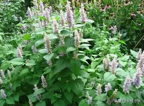 夜晚发热中医治疗,中医治疗不明原因反复发热