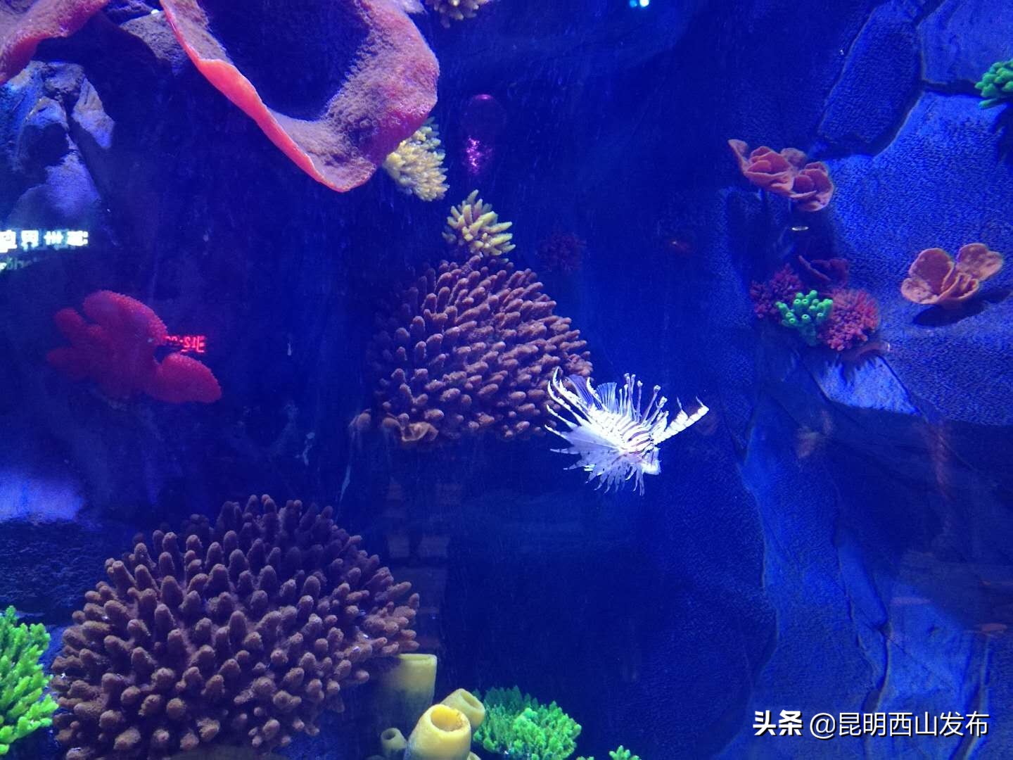 昆明融创海洋冰雪世界攻略,昆明融创海洋世界和冰雪海洋世界