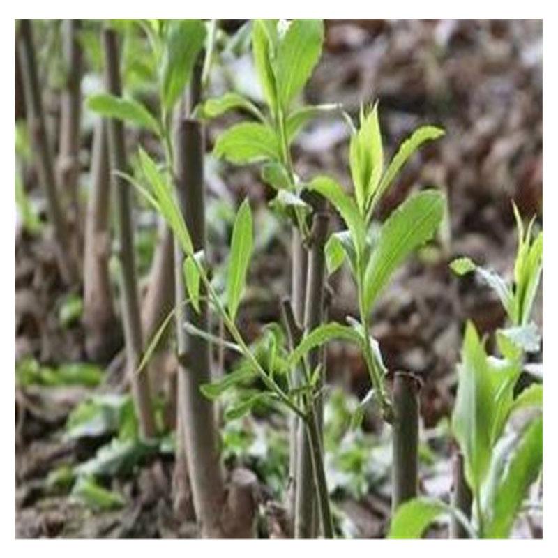 扦插垂柳什么时候成活率高,垂柳能扦插成活吗