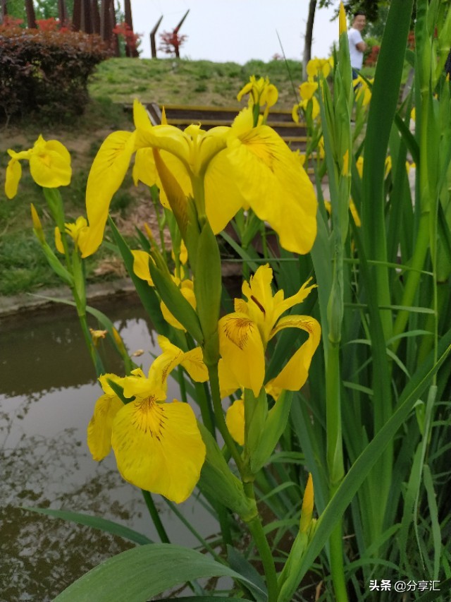 西安浐灞国家湿地公园近期航拍,西安浐灞国家湿地公园板块发展