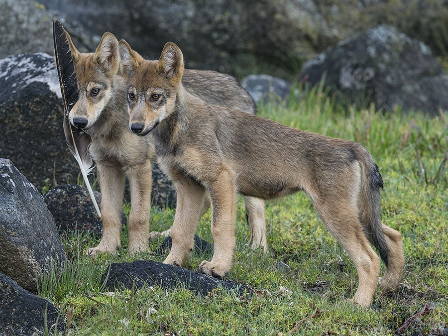 “山海通吃”的海滨之狼,却也时常为食物发愁