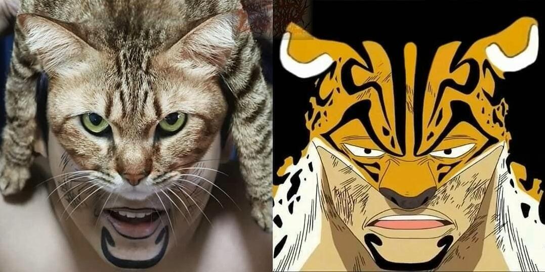 泰国小哥低成本cos猫系列太神似了 (泰国小哥cos祢豆子)