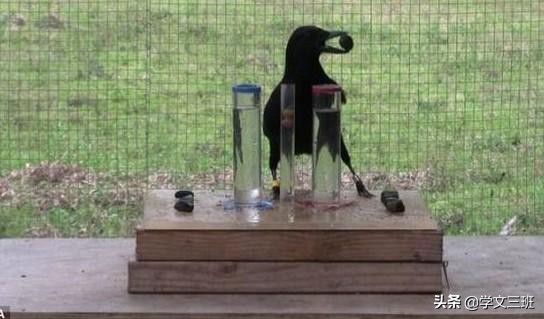 同样是鸟,为啥乌鸦能这么流氓?