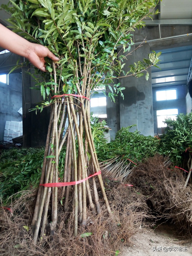 种植石榴的技术和管理,怎样种石榴树成活率高