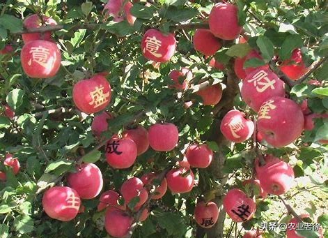 苹果树黄叶病是怎么引起的,苹果树黄叶病怎么办