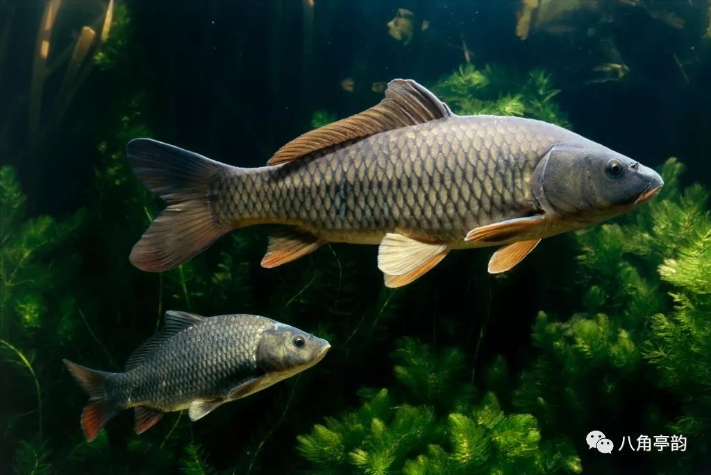 今夜，古角从心中流过