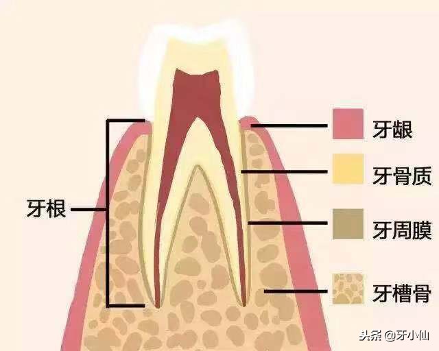 怎样取下一颗牙齿,快要脱落的牙齿怎么拯救