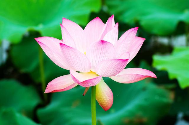 盛夏来一场赏荷盛宴