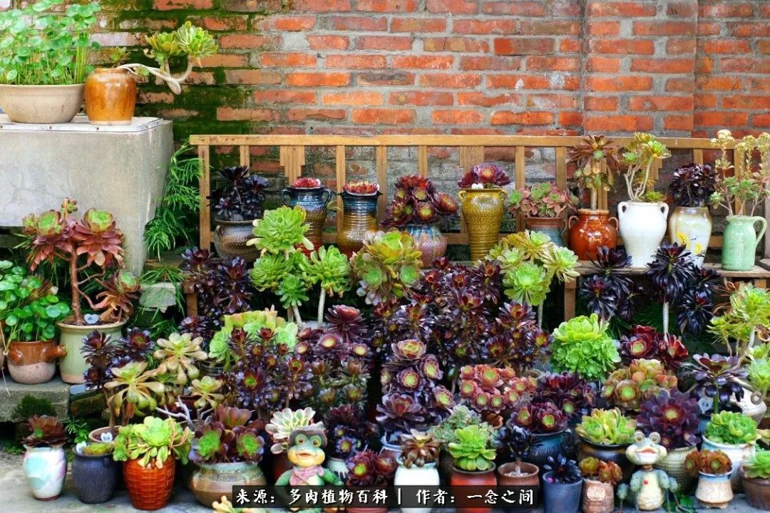 多肉牛群里的“七福神”（下）：男神篇！