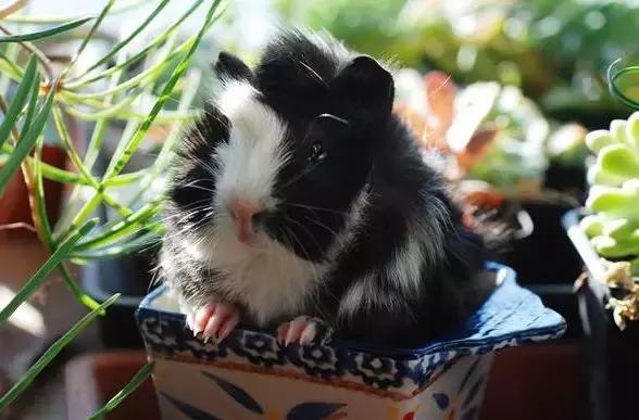 农村创业目前哪些项目比较好,十大最适合农村创业项目