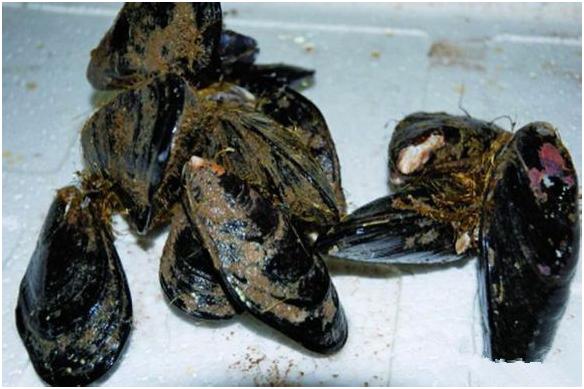 看图识海鲜，这些水产海鲜你都认识吗？