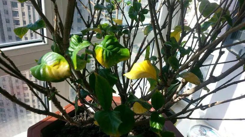 栀子花叶子发黄有什么解决办法,栀子花叶子发黄是什么原因引起