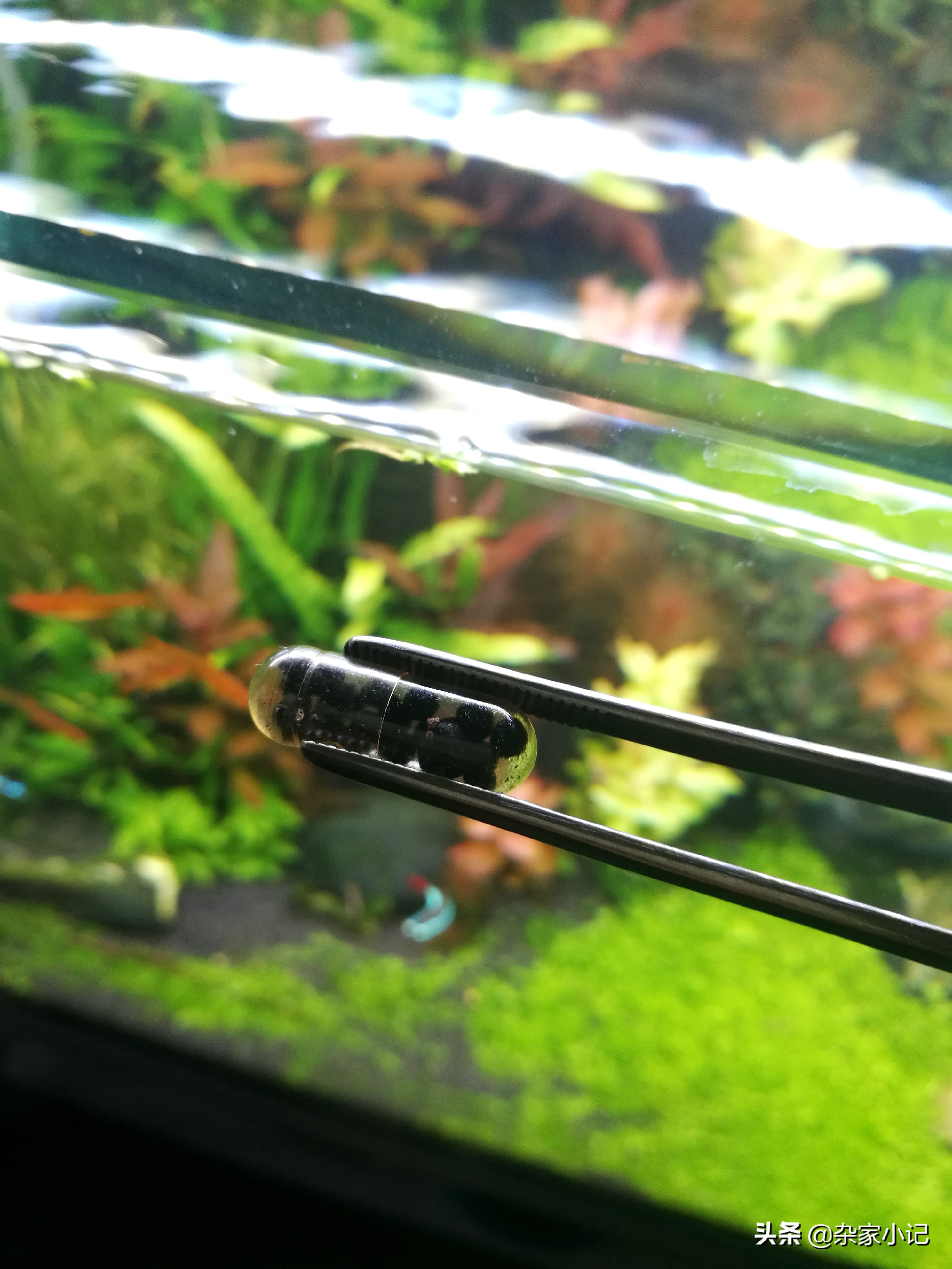 草缸补泥的最佳方法,草缸底肥怎么施图解