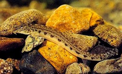 野生泥鳅品种图片大全大图,最大的泥鳅图片大全