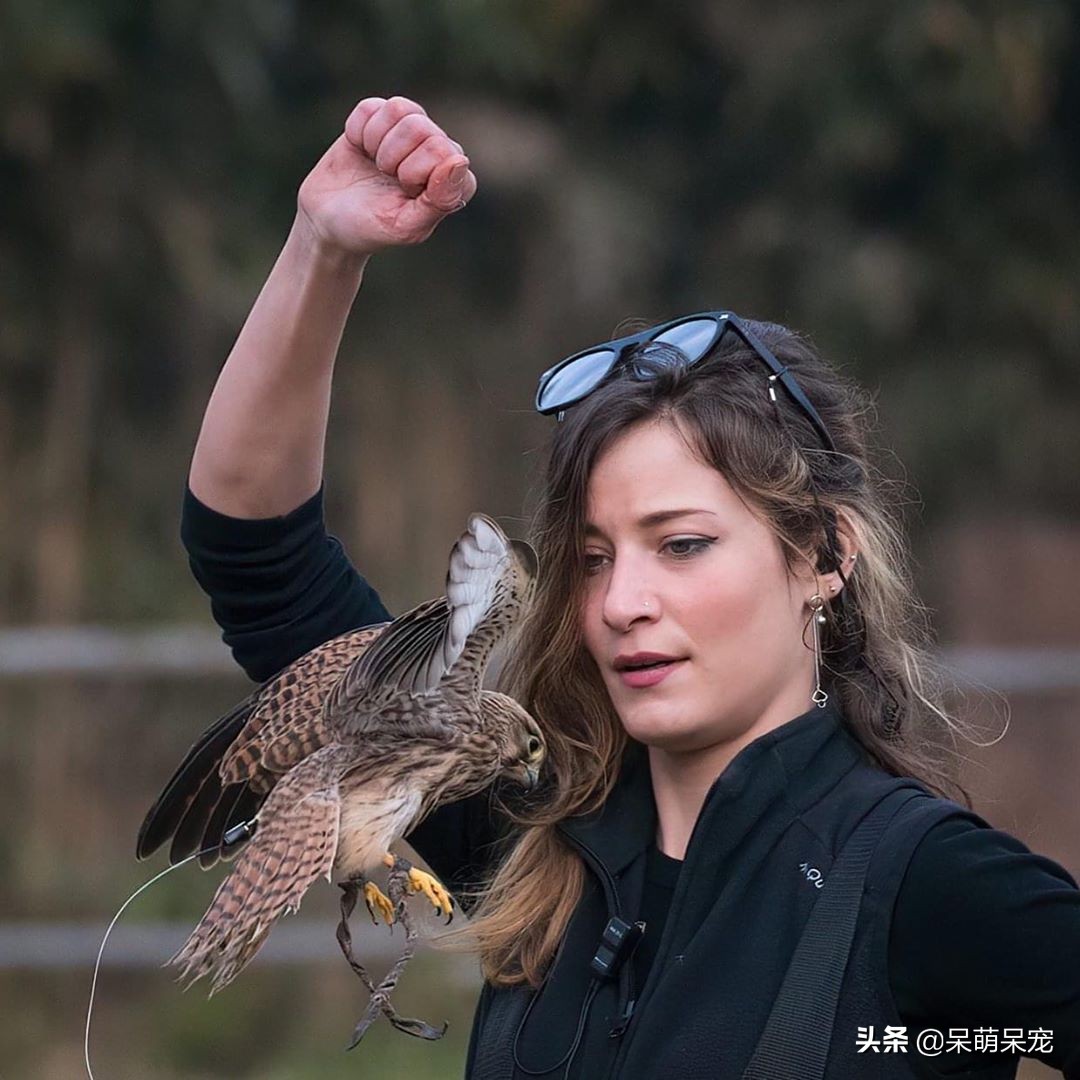 世界上最贵的宠物,世界上最有钱的宠物是什么