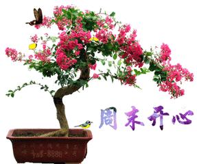 周末动态图片大全周末动态祝福图片大全