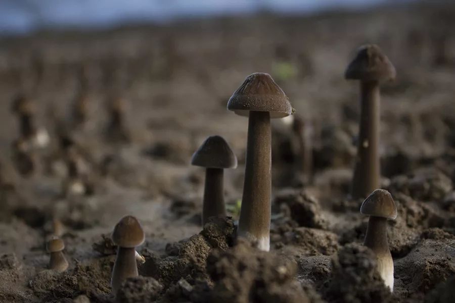 摄影彩色蘑菇,摄影师拍摄迷你蘑菇
