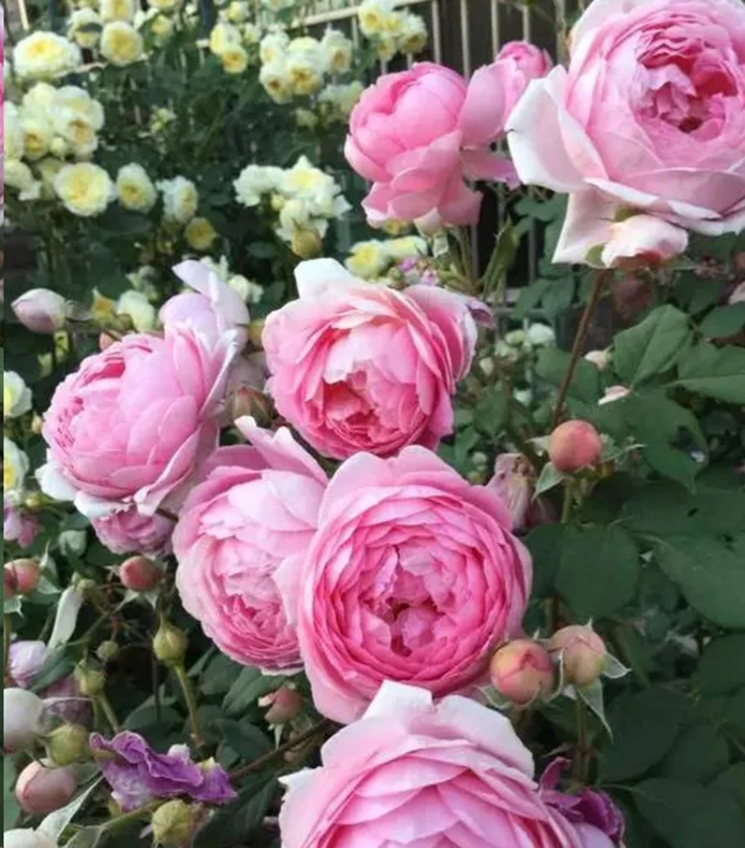 地栽月季雨季管理,一连很多天阴雨天月季怎么办