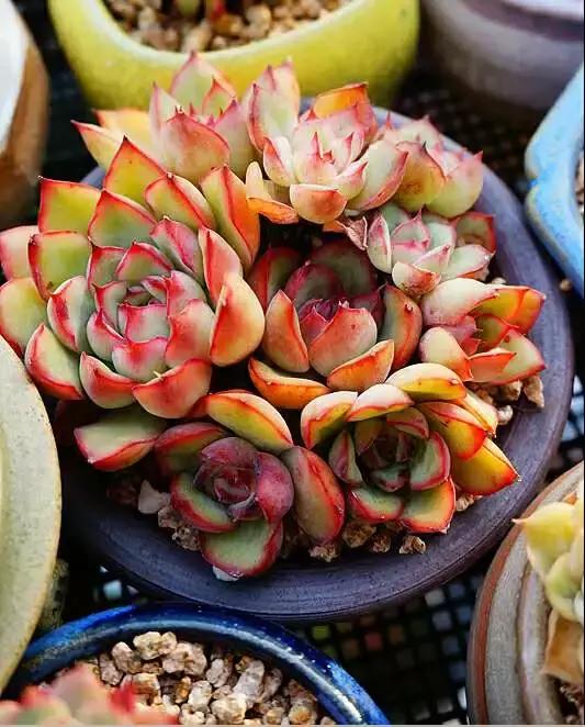 太阳把肉肉晒伤怎么办,夏天肉肉烂根和烂叶怎么办