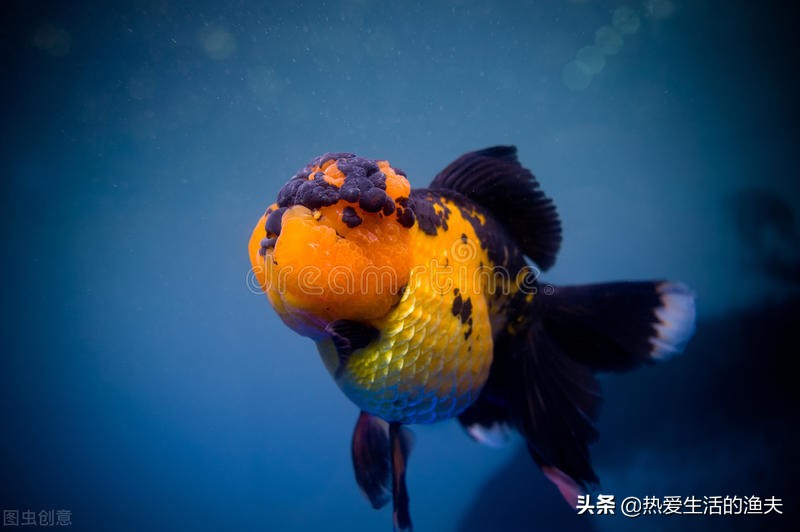 普通金鱼好养还是鎏金金鱼好养,哪个品种的金鱼最好养又好看