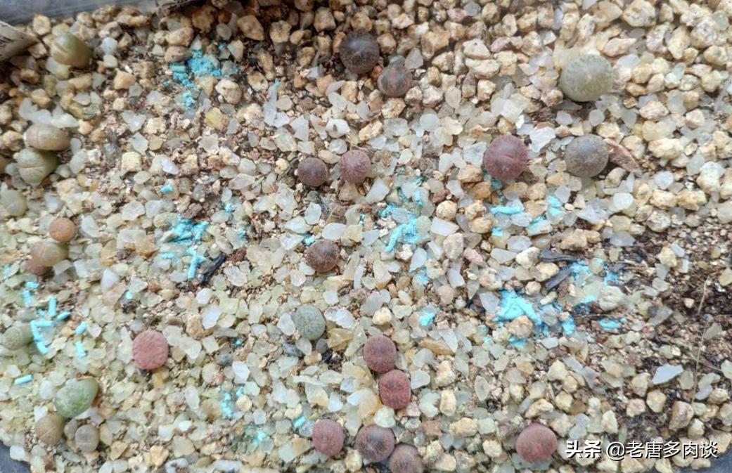 多肉播种苗后期怎么养护,景天多肉播种多久出苗