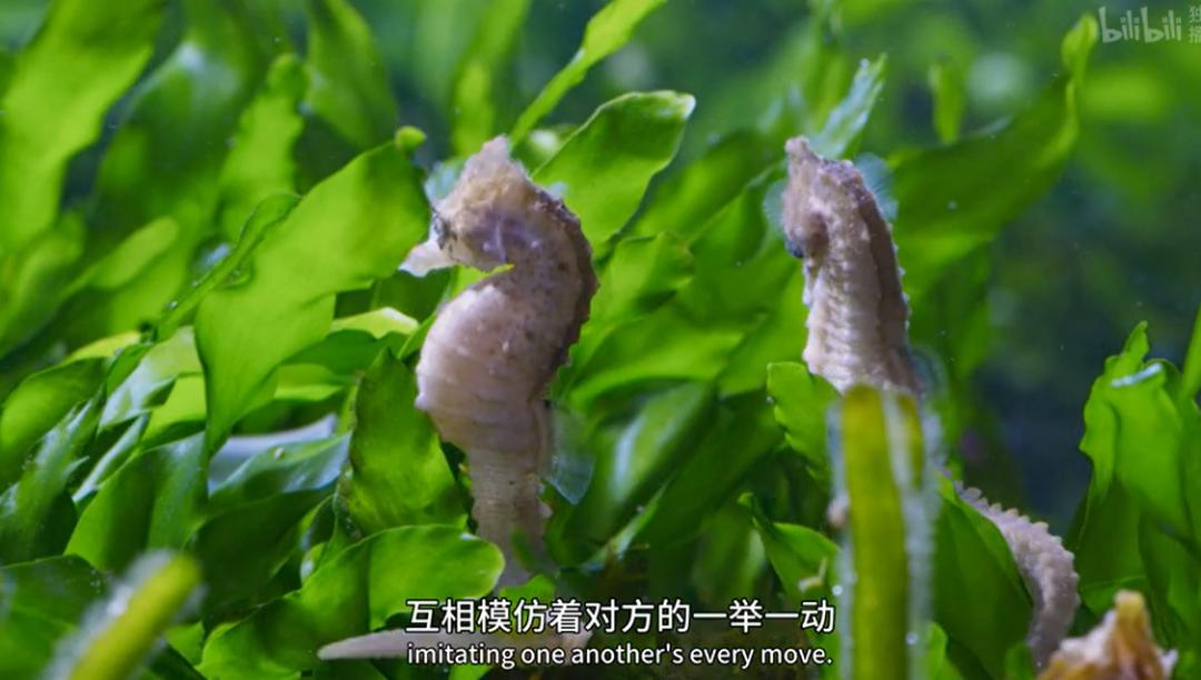 9.9恋爱游戏,9.9分恋爱番