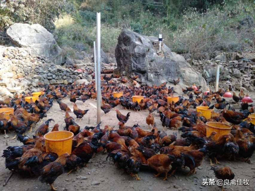 产蛋鸡新城疫流感抗体标准,鸡新城疫病毒怎么治疗