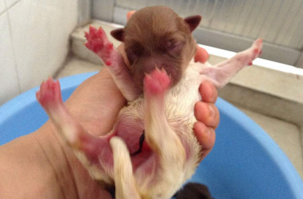 刚生出来的狗狗避免拉屎,幼犬什么时候可以离开母狗