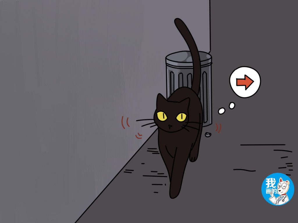 猫咪的胡须突然断了是什么情况 (猫咪胡须掉落怎么回事)