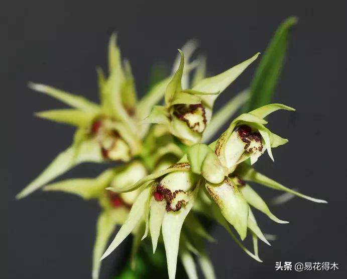 石斛分类小知识,石斛多少种哪一种比较好