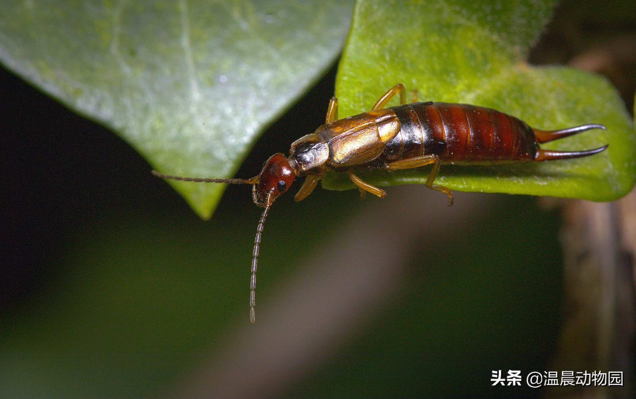 小时候农村人玩过的十种昆虫,农村人小时候一定玩过的10种昆虫