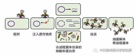 噬菌体病毒入侵细菌,噬菌体在人类身体里消灭病毒细菌