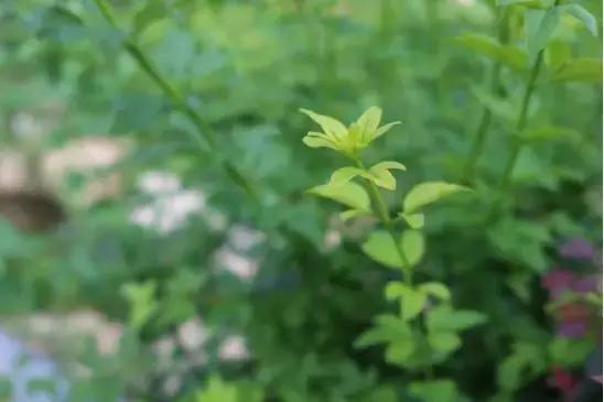 浣宠兘powershotg5xmarkii缂虹偣,浣宠兘powershotg5xmarkiii