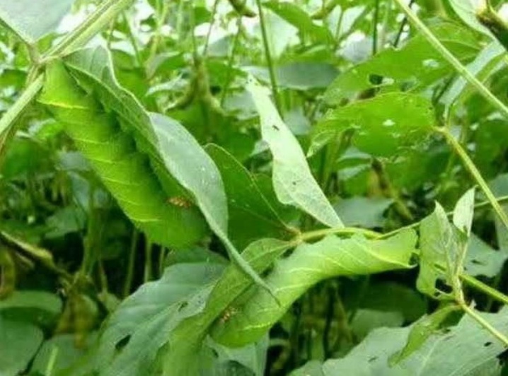 农村里的大豆虫会变成什么,大豆虫变甲虫